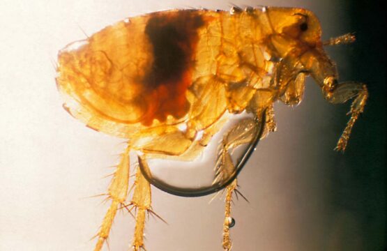 Plague infected flea